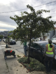 Greening Bayview, one tree at a time